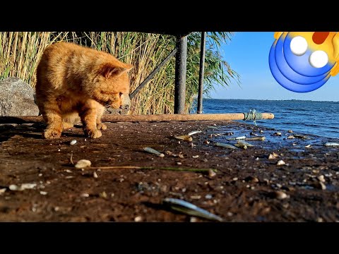 Видео: 🧡 «Рыжий кот стал моим напарником на рыбалке!»
