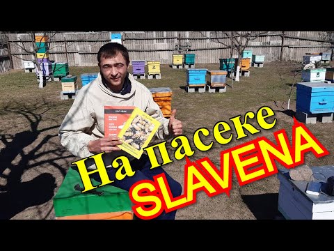 Видео: На пасеке Slavena /Точок Бакфаст
