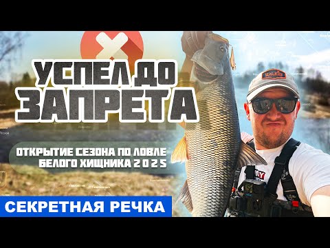 Видео: ГОЛАВЛЬ, ЯЗЬ И ЖЕРЕХ - ОТКРЫТИЕ СЕЗОНА ПО БЕЛОМУ ХИЩНИКУ 2025!