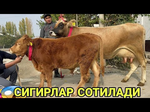 Видео: СИРОЖИДИН ДАН БОЛЛАРИ КУЧАТ ШВЕД ОЛА СИГИРЛАР ЭГИСАКЧИ ХУНАЖИНЛАР СОТИЛАДИ SIGIRLAR 30 октября 2024