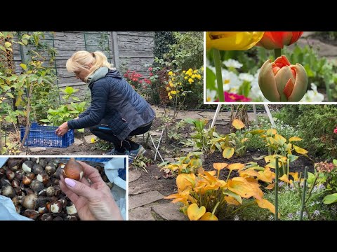 Видео: КАК ВЫСАДИТЬ ЛУКОВИЦЫ ТЮЛЬПАНОВ 🌹Планирование грядки
