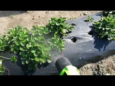 Видео: Воздуходувка на электрический опрыскиватель, насадка на опрыскиватель,.