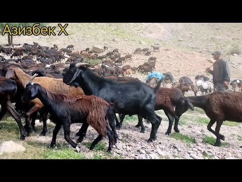 Видео: Сурувлар минг-бир қийинчиликларни кўриб аста аста жанатмакон йайловлар йузини кўришмоқда