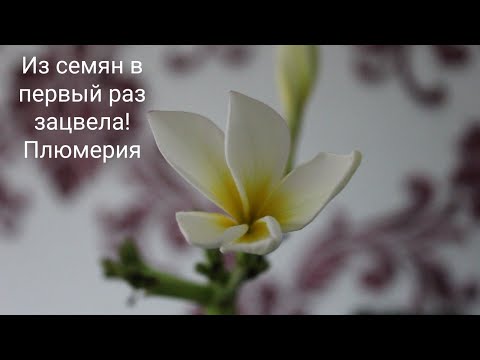 Видео: Зацвела из семян плюмерия. Комнатные цветы. //Валентина Земскова