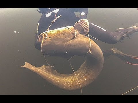 Видео: Подводная охота на Балхаше 2018