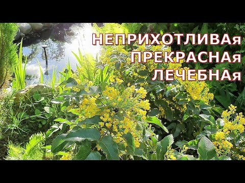 Видео: Понижает давление и лечит псориаз. Магония падуболистная - находка для сада!