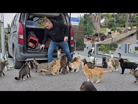 Видео: Вы можете столкнуться с сотнями бездомных кошек, как только выйдете из машины в любой точке Стамбула
