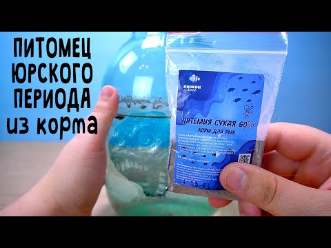 Видео: Питомец Юрского периода ЭТО КОРМ как вырастить Артемии дешевле чем в фикспрайс