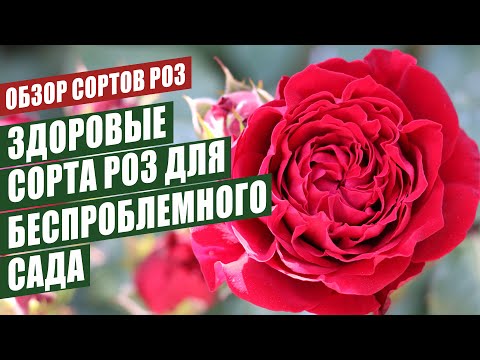 Видео: ЗДОРОВЫЕ СОРТА РОЗ ДЛЯ БЕСПРОБЛЕМНОГО САДА