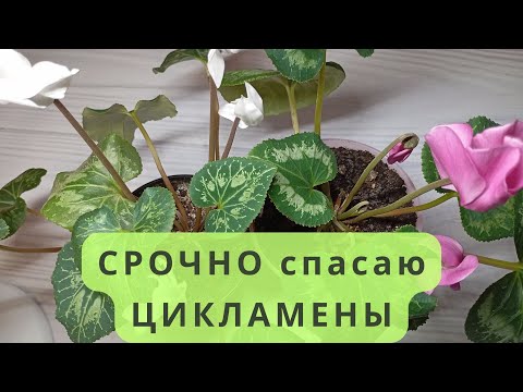 Видео: Как спасти цикламены: гниют цветоносы, скручиваются листья... Лечение цикламенов зимой. Часть 8