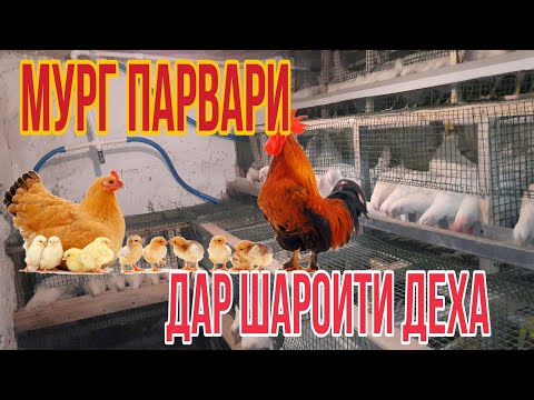 Видео: МУРГ ПАРВАРИ ДАР ШАРОИТИ ДЕХА