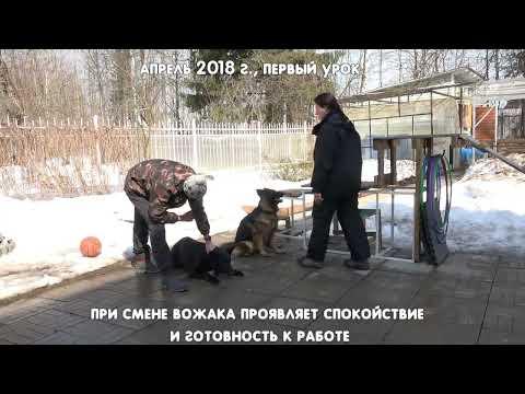 Видео: Догтренинг 527. Изумительная Лакси   история одной овчарки