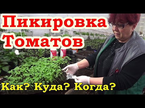 Видео: Пикировка томатов. Наш опыт.