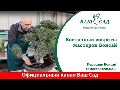 Видео: 🌳 Как правильно, и когда, пересадить Бонсай самостоятельно - Ваш сад
