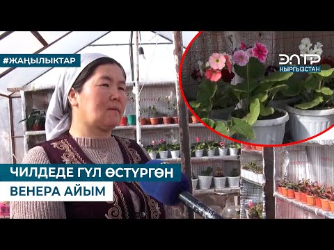 Видео: ЧИЛДЕДЕ ГҮЛ ӨСТҮРГӨН ВЕНЕРА АЙЫМ