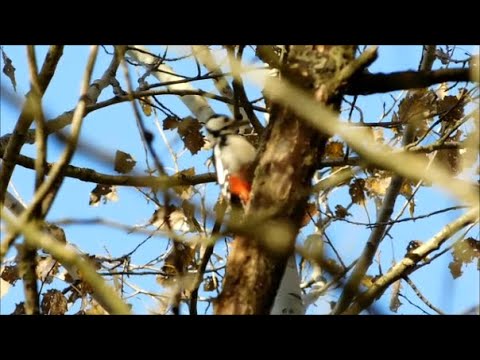 Видео: Сбор зеленок (рядовок) . Встреча с дятлом .
