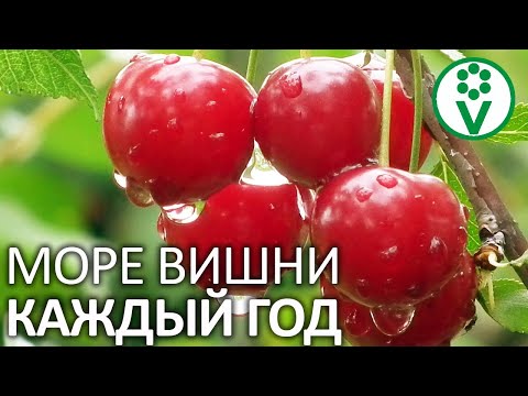 Видео: ВЫ ПРОПУСКАЕТЕ САМУЮ ВАЖНУЮ ПОДКОРМКУ ВИШНИ! Чем подкормить вишню после сбора урожая?