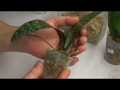 Видео: Орхидеи / Шиллериана моя мечта / Пересадка из 1,7 в 2,5 11 сентября 2021 г.