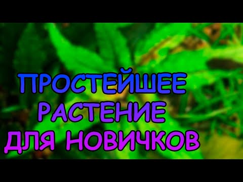 Видео: ПРОСТЕЙШЕЕ РАСТЕНИЕ ДЛЯ НОВИЧКОВ #АКВАМЕН