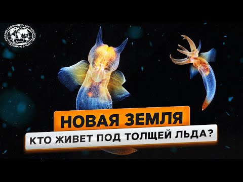 Видео: Новая Земля. Погружение в неизвестность