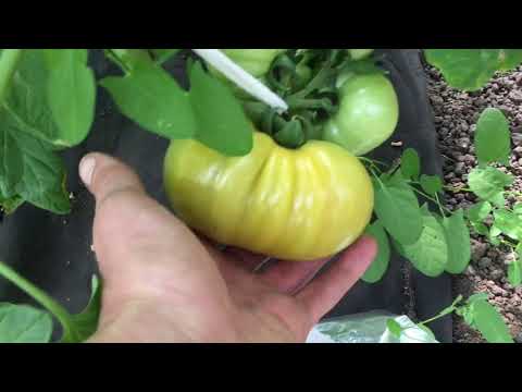 Видео: Пинк парадайз, пинк Клер. Начало сборов. Обзор питания томатов
