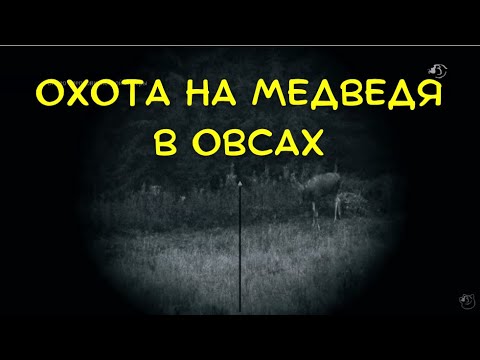 Видео: Охота на медведя в овсах