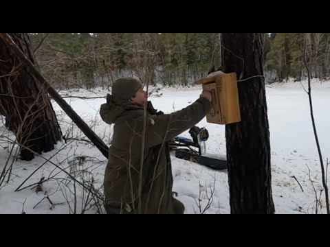 Видео: Охота на соболя. Собака-вредитель, белки и ПОЛОМКА в глухой тайге!