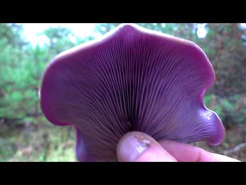 Видео: Ушли с сыном в лес ГРИБОВ ХОТЬ КОСОЙ КОСИ! РАЗНООБРАЗИЕ ПОЗДНИХ ОСЕННИХ ГРИБОВ!