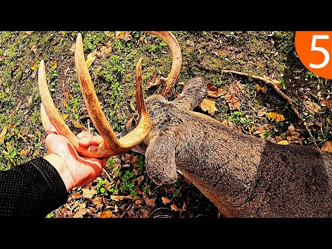 Видео: Большой олень в Пенсильвании | PA Bowhunter [S2EP5]