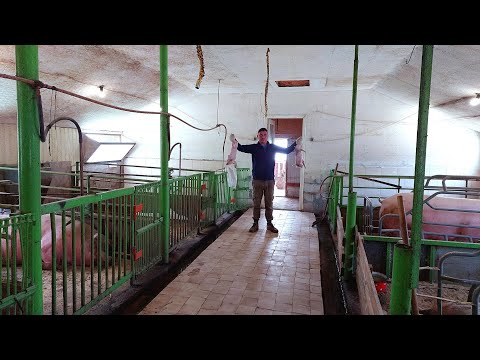 Видео: Сарай для СВИНОМАТОК ...