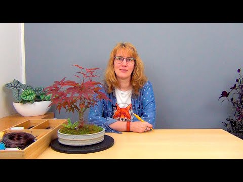 Видео: Бонсай из клена (ч.8).