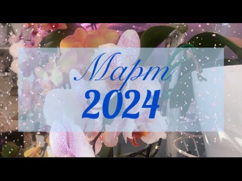 Видео: Цветение моих домашних. Март 2024