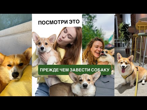Видео: 🐶 Как я решилась завести корги | О выборе породы, воспитании и жизни с собакой