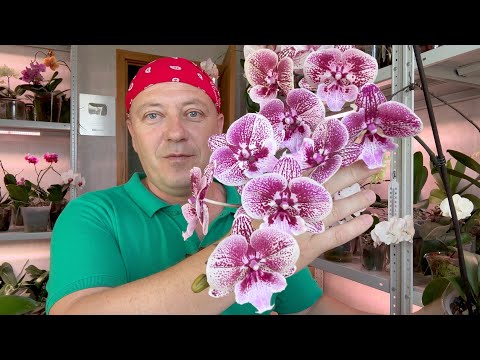 Видео: НОВЫЕ ОРХИДЕИ // цветущие НЕ сбросят цветы от ЭТОЙ лечебной смеси для орхидей // Батрайдер и Топаз