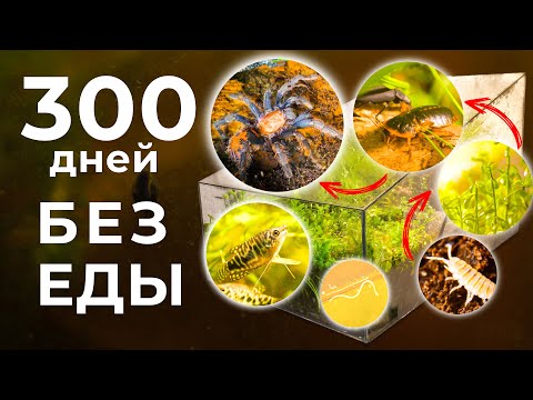 Видео: МЫ ЗАПЕЧАТАЛИ ОГРОМНЫЙ ТЕРРАРИУМ С ПАУКОМ И РЫБАМИ! МУРАВЬИ ОХОТЯТСЯ НА УЛИТОК!