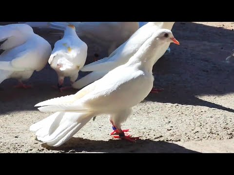 Видео: Голубя унесло далеко и не много мысли в слух. 
