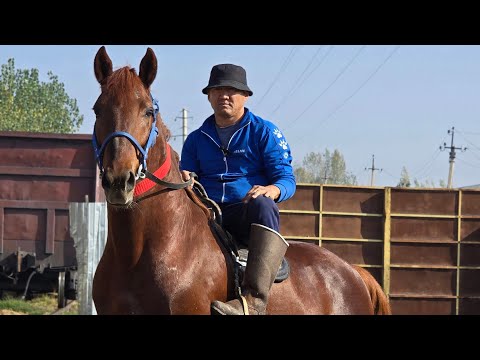 Видео: ОТНИ ОТИ ЧИКДИ.. СОТИЛАДИ..