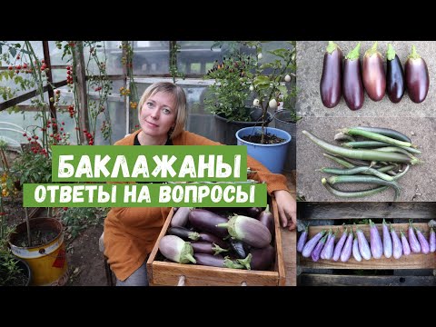 Видео: Баклажаны с успехом 100%! Ответы на вопросы зрителей