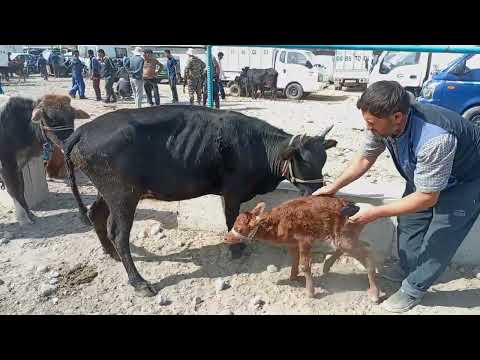 Видео: 4 октября 2025 Г. ШАНБЕБОЗОРИ  КАМНИЗМ НОХЯИ ФАРХОР
