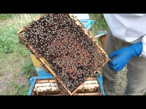 Видео: К чему привела стимулирующая подкормка пчелосемей сахарным сиропом.