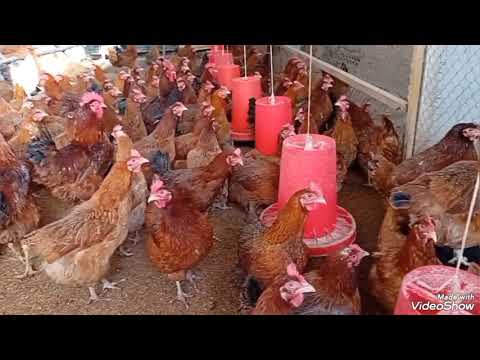 Видео: Тавсия барои мург ва чуча мархамад 02.11.2025 Маjid 