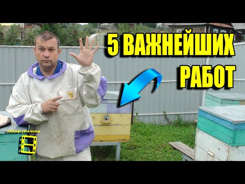 Видео: 5 ВАЖНЕЙШИХ РАБОТ НА ПАСЕКЕ В АВГУСТЕ - СЕНТЯБРЕ. ЛЮБИТЕЛЬСКОЕ ПЧЕЛОВОДСТВО ДЛЯ НАЧИНАЮЩИХ