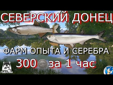 Видео: 🌟СЕВЕРСКИЙ ДОНЕЦ🌟ШЕМАЯ И ЧЕХОНЬ🌟300 СЕРЫ ЗА 1 ЧАС🌟Русская Рыбалка 4(РР4)🌟