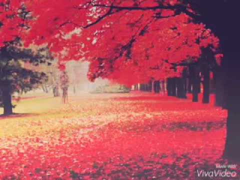 Видео: песня амина с ден рождения