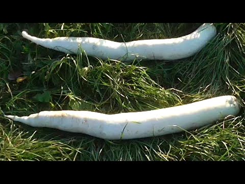 Видео: Как вырастить дайкон