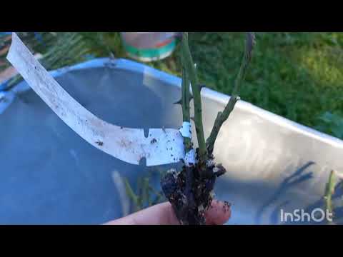 Видео: Распаковка посылки с розами из питомника Александра Розес. Сентябрь 2024