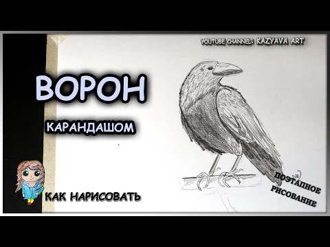 Видео: Как нарисовать ВОРОНА карандашом поэтапно