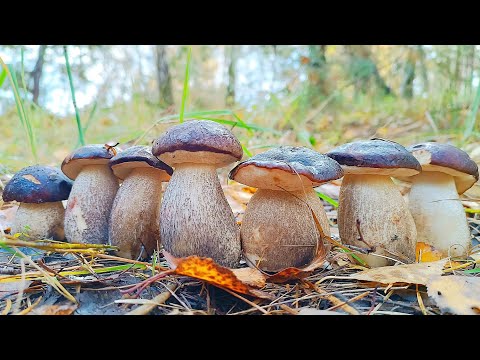 Видео: Гриби Пінгвіни ростуть тільки тут! Підосичники, Підберезники та Польські гриби у осінньому лісі🌲🍄‍🟫