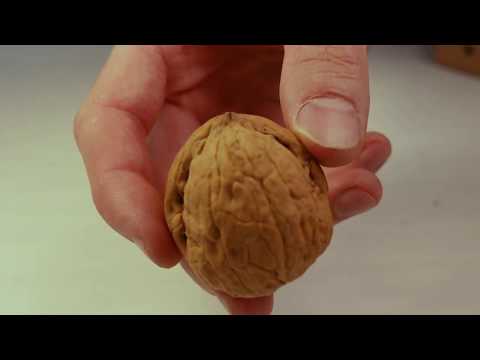 Видео: Колем и пробуем на вкус зимостойкие орехи