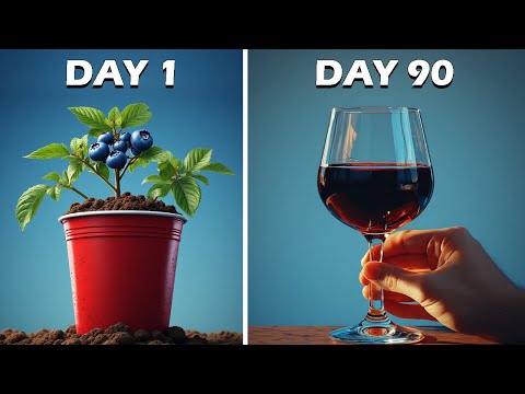 Видео: Я приготовила ЛУЧШУЮ черничную медовуху